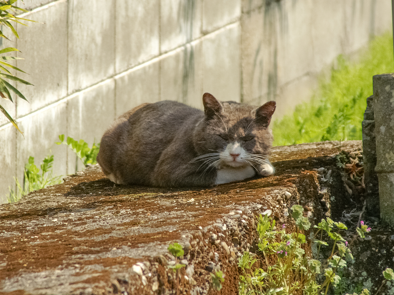 写真