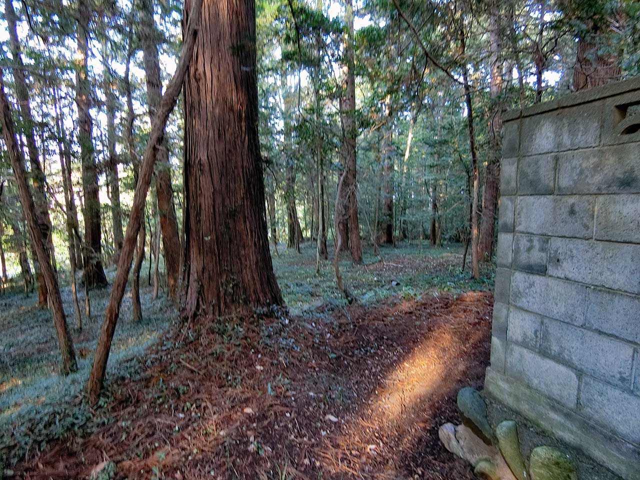 写真